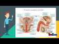 APARATO REPRODUCTOR FEMENINO Y MASCULINO