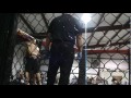 SSF Submission Academy