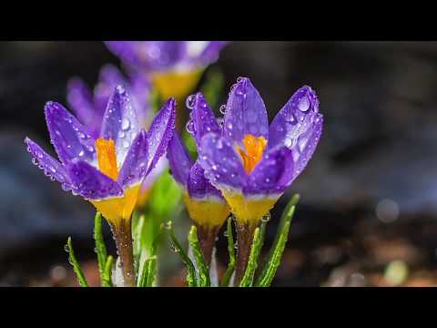 Peaceful Relaxing Instrumental Music, Calm nature music