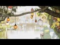 Peaceful Relaxing Instrumental Music, Calm nature music
