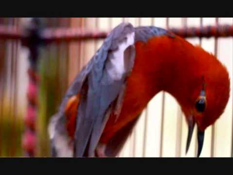 VIDEO : suara burung anis merah untuk masteran -  ...