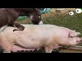 Donkeys with pigs crossbreeding methods?