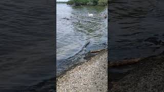 Swan, Ducks And Goose#Nature#Youtubeshorts#Chiemsee☺️🥰