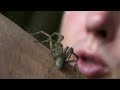 Hobo Spider Bite Test images Hobo Spider Bite Test