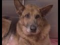 spca