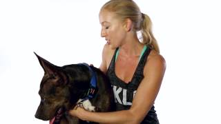 Meet Amber A Terrier American Staffordshire Currently Available For Adoption At Petango 1028
