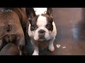 Best of Breed - French Bulldog and winner's interview | Crufts 2015