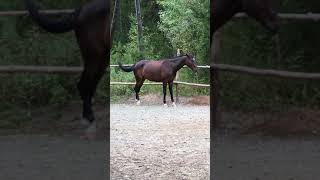 Watching Funny Animals Compilation | Funniest Animals 2020 #45
