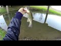 Houston Bass Fishing (39 Degrees) Bayou Bass 720p HD