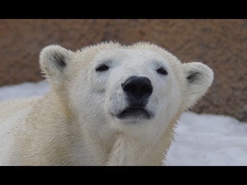 ホッキョクグマ ピリカのささやき