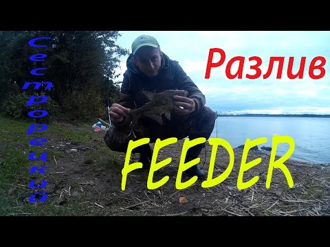 сестрорецкий разлив рыбалка фидером сестрорецкий разлив рыбалка фидером