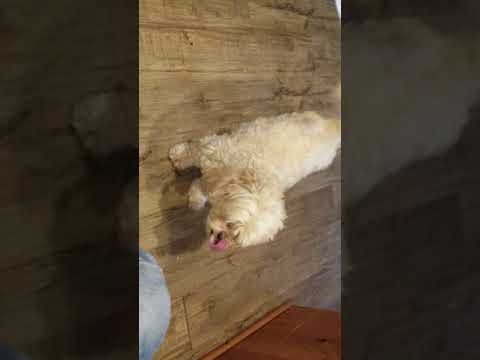 Peanut butter and dogs-funny