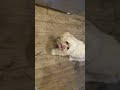 Peanut butter and dogs-funny