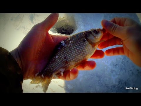 все о ловле карася на речке все о ловле карася на речке