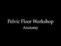 Pelvic Floor Anatomy