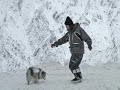 BluemerleSheltie