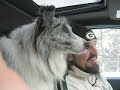 BluemerleSheltie