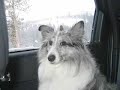 BluemerleSheltie