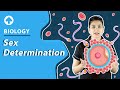 Sex Determination | Biology