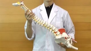 脊柱可動型モデル，延髄，馬尾，大腿骨，筋・起始／停止表示付：動画