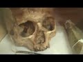 Evolution and Skull Comparisons of Homo Erectus, Cro-Magnon, Neaderthal and Australopithecus.MP4