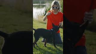 A Girl Playing With A Mini Bull Terrier In The Park