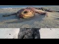 creatures