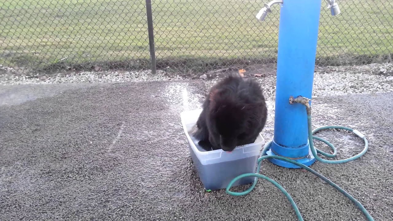 Dog in bucket of water YouTube