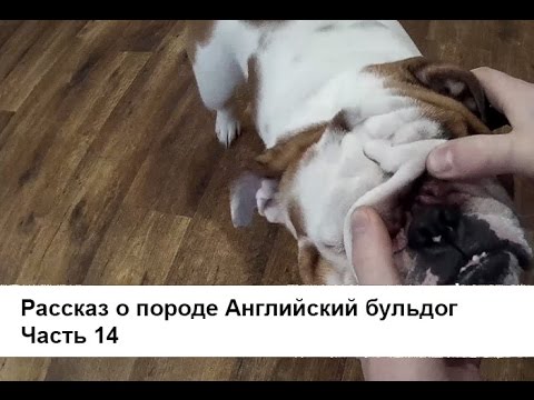 Как ухаживать за складкой у бульдога Как ухаживать за складкой у бульдога