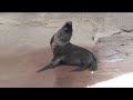New Sea Lion Pup Makes a Splash at Denver Zoo