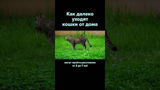 Как Далеко Кошки Уходят От Дома. Рассказывает Николай Дроздов