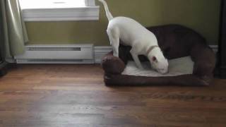 Mini Bull Terrier Bully Run Mini Bull Terrier Bully Run