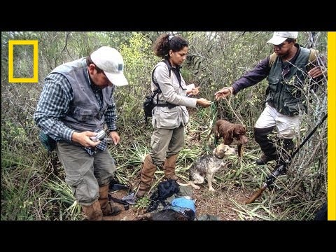 Erika CuƩllar: Hands-on Conservation | Nat Geo Live