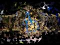 The Loon Video preview