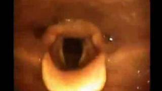 The Human Throat The Human Throat