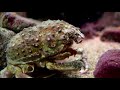 sealife
