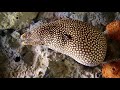 sealife