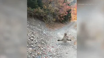 Are cougar good pets?