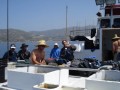 Barracudas en Marina del Rey