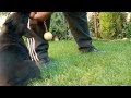 Cane Corso Puppies :-)