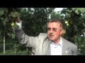 Mersin'de ilk kayısı hasatı