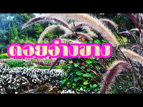 รวมที่เที่ยวบน “ดอยอ่างขาง” (ฉบับที่สมบูรณ์ครบถ้วนที่สุด)