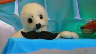 Igloo-Gloo The Mustache