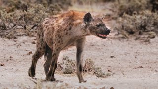 Mammals of Namibia | Southern Africa