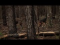 Hunting
