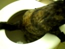 Kitty Go Pee Pee Like A Big Girl images Kitty Go Pee Pee Like A Big Girl