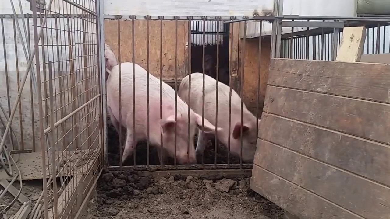 Содержание поросенка в домашних условиях для начинающих 729
