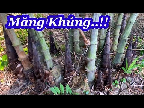 Măng Tre Mạnh Tông Búp Nào Búp Nấy To Đùng | Hà Anh Family #114