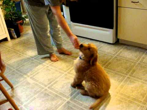Clicker training 9 week old golden retriever puppy - YouTube