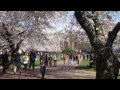 Nujabes Cherry Blossom Medley (UW Seattle)